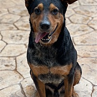adopt a pet