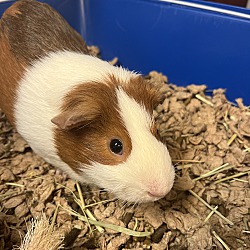 Photo of Sir Pigglesworth