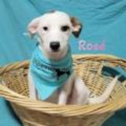 Thumbnail photo of Rose #2