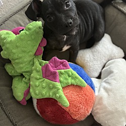 Thumbnail photo of Hippo #1