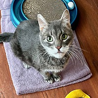 adopt a pet