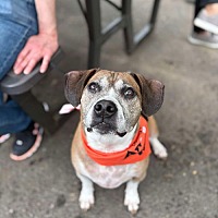 adopt a pet