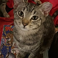 adopt a pet