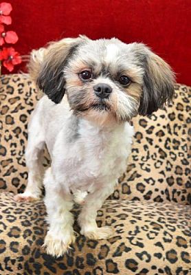 can a shih tzu and a boxer be friends