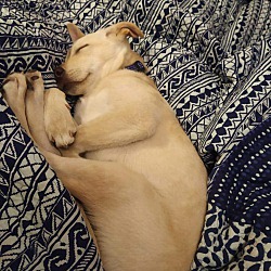 Thumbnail photo of Dex-Indian Pariah pup #4