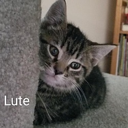 Thumbnail photo of Lute #2
