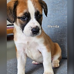 Thumbnail photo of MERIDA #2