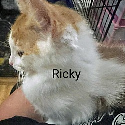 Thumbnail photo of Ricky #3