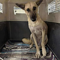 adopt-pet