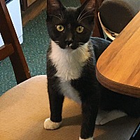 adopt a pet