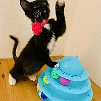adopt a pet