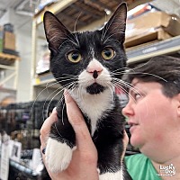 adopt a pet