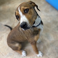 adopt a pet