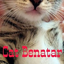 Thumbnail photo of Cat Benatar #3