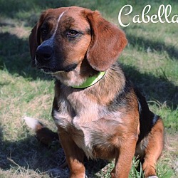 Thumbnail photo of Cabella #1