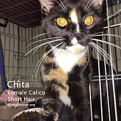Thumbnail photo of Chita #2