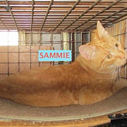 Thumbnail photo of Sammie-adopted 7-27-19 #2