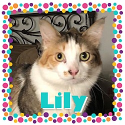 Photo of ** Lily **