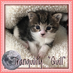 Thumbnail photo of Quill #2