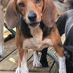 Thumbnail photo of Beagle #2