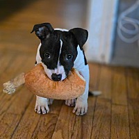adopt a pet