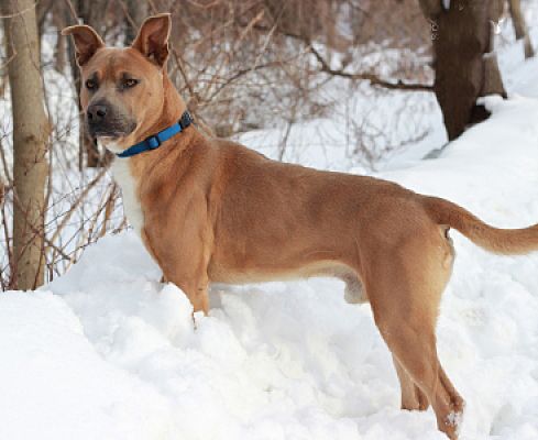 port washington ny jindo meet husky