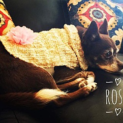 Thumbnail photo of Rosa #1
