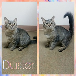 Thumbnail photo of Duster #1