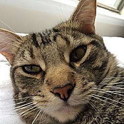 Burmese Kittens For Sale In Orlando Florida Adoptapet Com