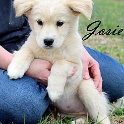 Thumbnail photo of Josie~adopted! #4