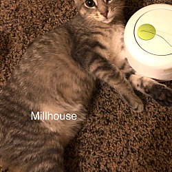 Photo of Millhouse