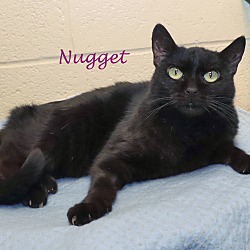 Thumbnail photo of Nugget #2