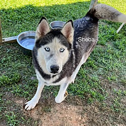 Photo of Sheba