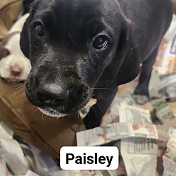 Thumbnail photo of Paisley #1