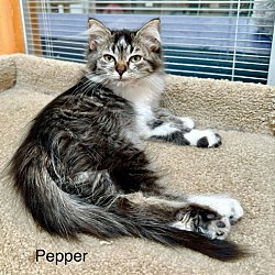 Thumbnail photo of Pepper #3