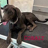 adopt-pet