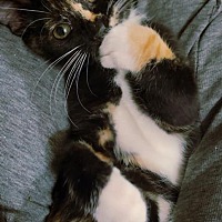 adopt a pet