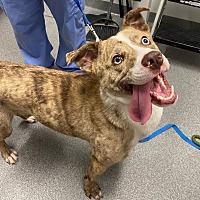 adopt a pet