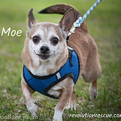 Thumbnail photo of Moe #2