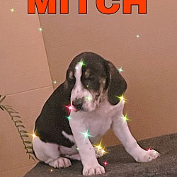 Thumbnail photo of Mitch #1