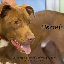 Thumbnail photo of Hermie #1