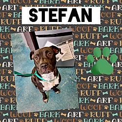 Thumbnail photo of Stefan #3