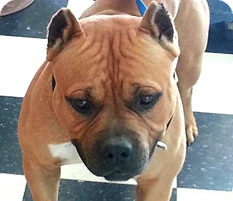 Houston Tx English Bulldog Meet Walter A Pet For Adoption