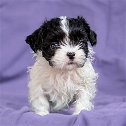 Thumbnail photo of Dora Pup - Swiper - Adopted! #1