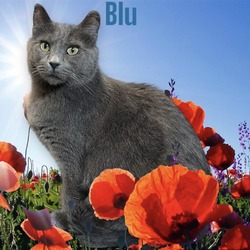 Thumbnail photo of Blu #2