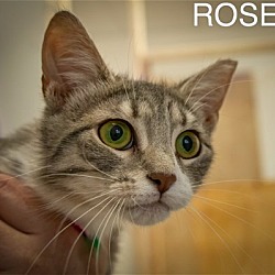 Photo of Rose (FCID# 05/19/2024 - 1 Trainer)