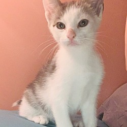 Photo of BLANE (m) kitten