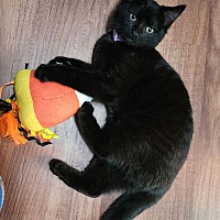 adopt a pet