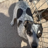 adopt-pet