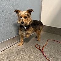 adopt a pet